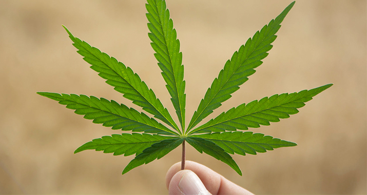 Marijuana Grow Bill