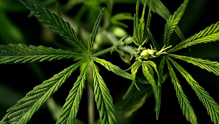 FDA Cannabis