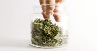 Marijuana Tasting