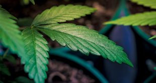 Montana Cannabis 2020