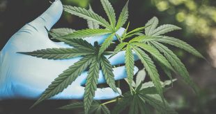 Alabama Cannabis Law